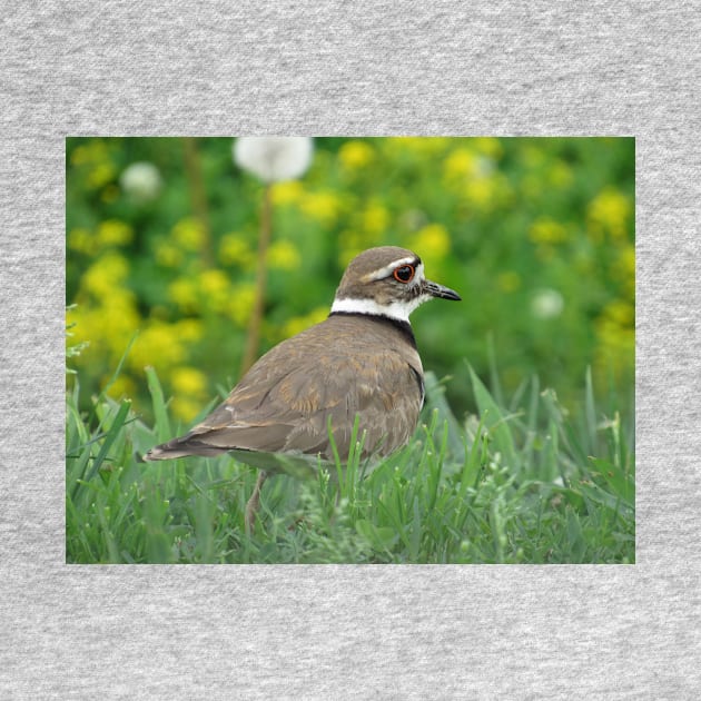 Killdeer Bird in a Field of Flowers by StormFroggo